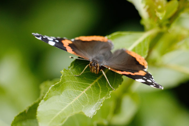 butterfly